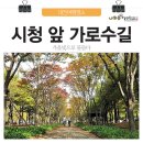 시청앞 가로수길 이미지