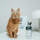 (주)종근당바이오 | 고양이유산균은 종근당바이오 라비벳 피부건강 위한 급여후기