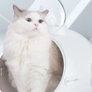 코코펫 이미지