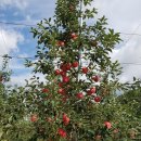 박은숙농장 이미지