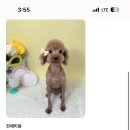 스프링댕댕 이미지