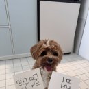 바나개 애견유치원 호텔 이미지