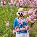 꽃피는 봄 흰눈이 와요~♡ 26/4/22 이미지