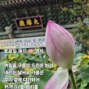 망울