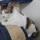 행운냥이 이미지