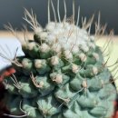 Spiral Strombocactus disciformis(나선형국수),미하노비치다색금 이미지