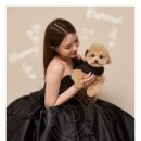 스타일 퍼피 이미지