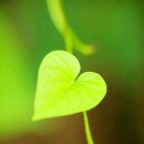 건강체조,라인댄스 이미지