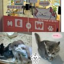 성동장애인무료급식소 | [서울 성수] 귀여운 냥이들이 있는 성수 실내 놀거리 추천: 길고양이마을 성수협력점 🐈 🩶