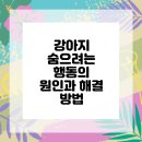 라파엘동물병원 | 강아지 심리 이해하기 연수구동물병원