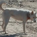 글로벌진돗개 이미지