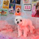 말티즈하우스 | 부평 애견미용 말티즈 배냇미용 후기 [아콩하우스]