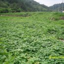 고은농장 이미지