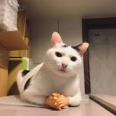 플로리스트(야) 이미지