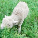 초동목장 이미지