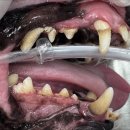 다산동물병원 이미지