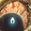 동탄24시동물의료센터 이미지