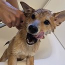 백마리 시보〜🫶🫶🫶 이미지