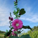 월현농장 이미지