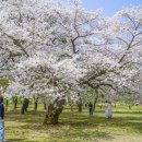 ◆(사진)창경궁 벚꽃 & ◆율동공원 벚꽃 이미지