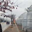송추농장 | [장흥] 딸기체험농장 송추팜 방문후기