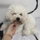 THE 빛나개 이미지