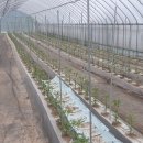 봄뜰에농장 이미지