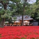 선운사꽃무릇 이미지