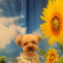 애견미용샵 조이 이미지