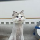 나비야(NABIYA) 이미지