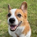 제주펫스쿨 이미지