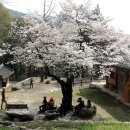4월 13일(목) 모악산 벚꽃산행 이미지