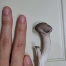 농업회사법인 유한회사 덕천농산 | 내돈내산 | 산지직송 무농약 느타리버섯2kg 무료배송 | 느타리버섯 요리 by나는야버섯농부