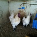 오계농장 이미지