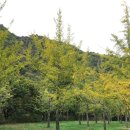솔마루화로구이 | 10월 홍천 가볼 만한 곳 홍천은행나무숲 정보