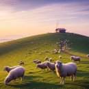 대관령약국 이미지