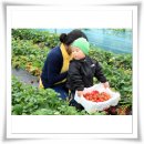 땅끝농장 이미지