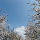 제방길 | 서울 벛꽃 명소 송정제방길 후기 ㅣ 한적한 벛꽃 산책 코스 추천