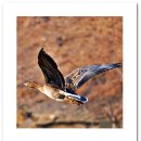 해넘이마을 | 2026년 봄맞이 강화도 출사 여행 - 장화리 해넘이 마을 일몰 출사 절반의 성공 후기[2026.02.18]