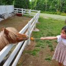 리틀부쳐 이미지