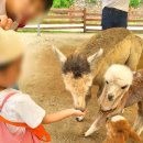 알파카월드 이미지