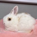 달빛 햄스터리 이미지