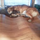 진숙농장 이미지