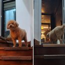 슈가몽 544 이미지