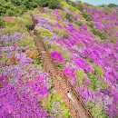 남해군청 옆 쉼터 | 경남 의령 한우산 도깨비숲🌸 2026 철쭉 축제 여행 코스 가볼만한곳