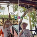 푸꾸옥 | 푸꾸옥 여행 필수코스 빈펄사파리｜아이랑 다녀온 후기 운영시간 주트램 꿀팁