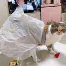 우리고양이 이미지