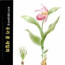 우리 꽃 세밀화 이미지