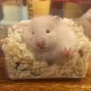 우다다햄쮸 네이버블로그