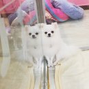 아지케어 이미지